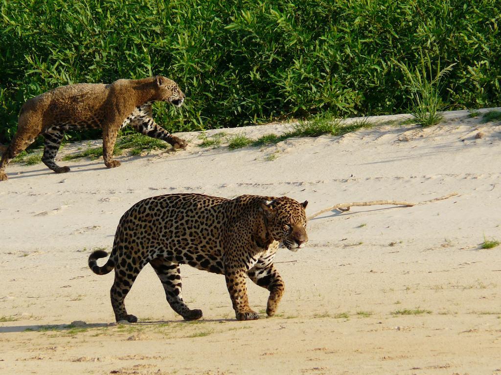 Hotel Pousada And Safari Куяба Экстерьер фото