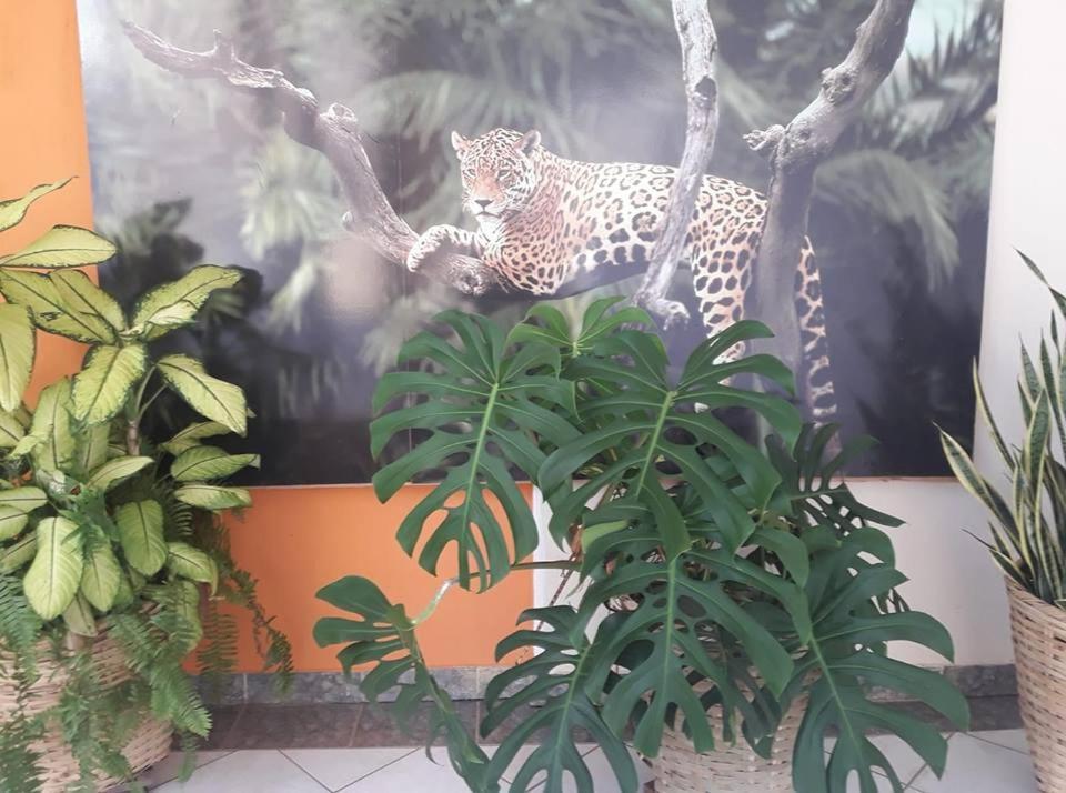 Hotel Pousada And Safari Куяба Экстерьер фото